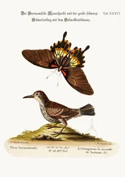 A suriname-i hajnalmadár és a nagy, sötét fecskefarkú lepke, 1749-73